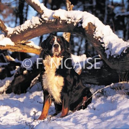 Bernese Mountain Dog - 01/2019