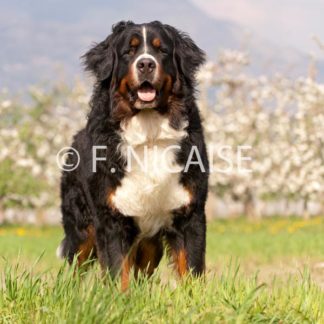 Bernese Mountain Dog - 04/2019