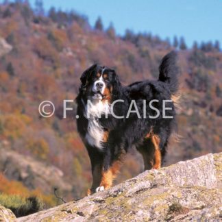 Bernese Mountain Dog - 07/2019