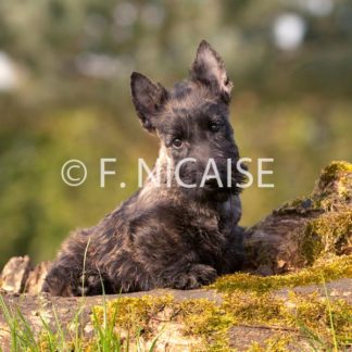 Scottish Terrier - 01/2019
