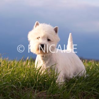 West Highland White Terrier - 01/2019
