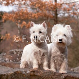 West Highland White Terrier - 10/2019