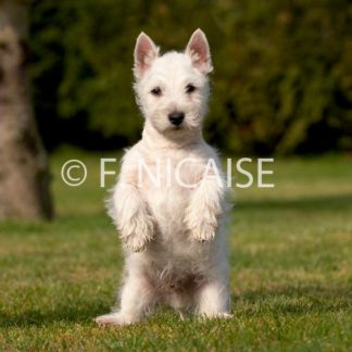 West Highland White Terrier - 11/2019