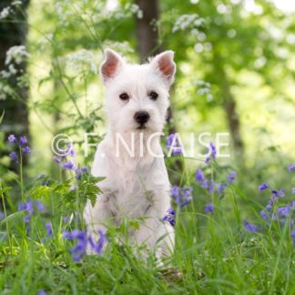 West Highland White Terrier - 04/2019