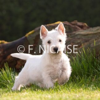 West Highland White Terrier - 07/2019