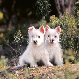 West Highland White Terrier - 09/2019