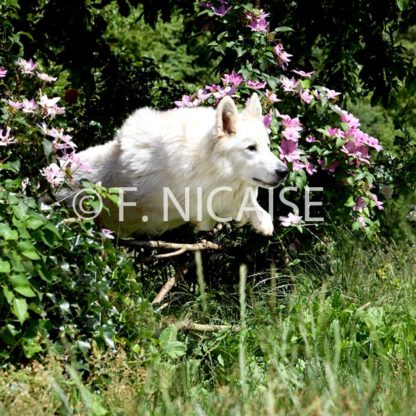 White Swiss Shepherd - 04/2019