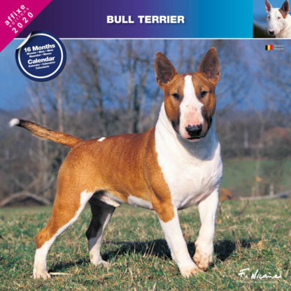 Calendrier Bull Terrier 2020