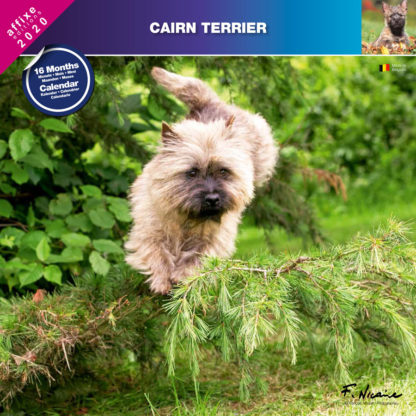 Calendrier Cairn Terrier 2020