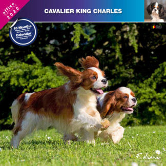Calendrier Cavalier King Charles 2020