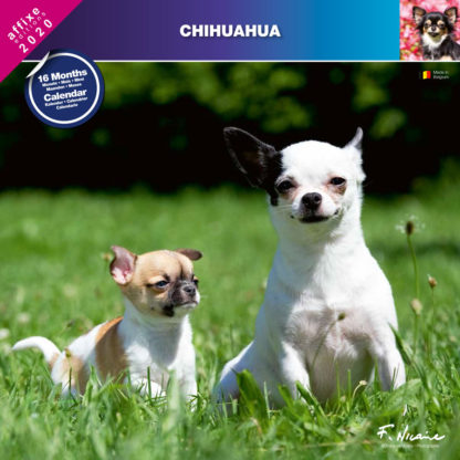 Calendrier Chihuahua 2020