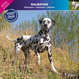 Calendrier Dalmatian 2020