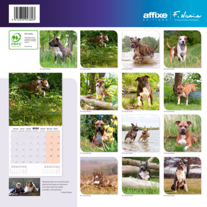 Calendrier American Staffordshire Terrier 2020