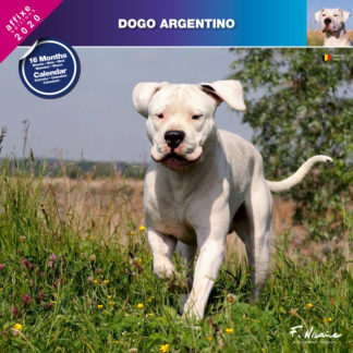 Calendrier Dogo Argentino 2020