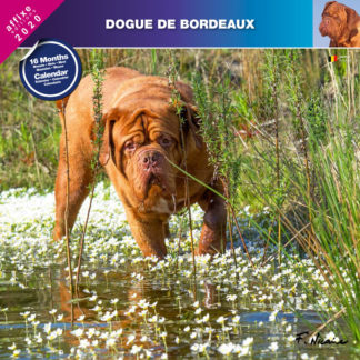 Calendrier Dogue de Bordeaux 2020