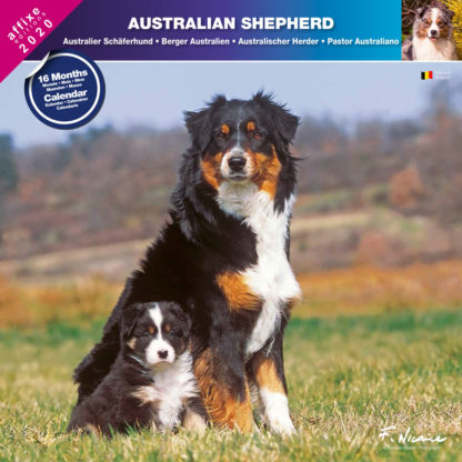 Calendrier Australian Shepherd 2020