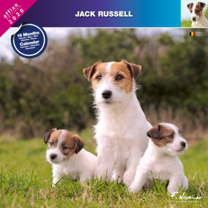 Calendrier Jack Russel 2020