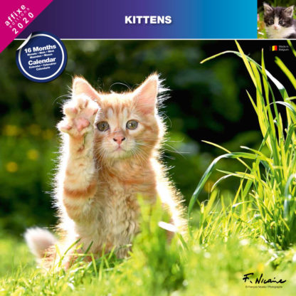 Calendrier Kittens 2020