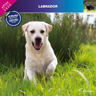 Calendrier Labrador 2020