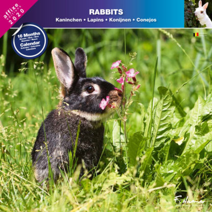 Calendrier Rabbits 2020