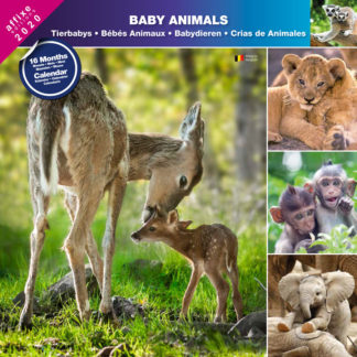 Calendrier Baby Animals 2020