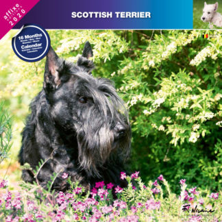 Calendrier Scottish Terrier 2020