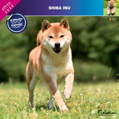 Calendrier Shiba Inu 2020
