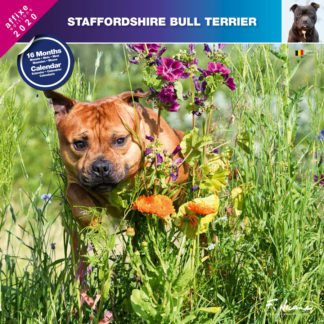 Calendrier Staffordshire Bull Terrier 2020