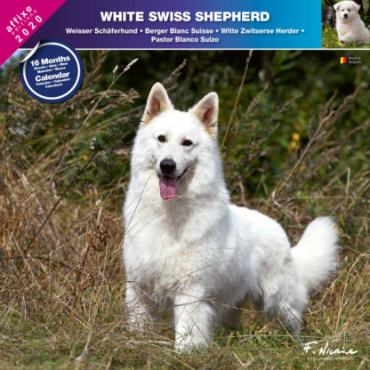 Calendrier White Swiss Shepherd 2020