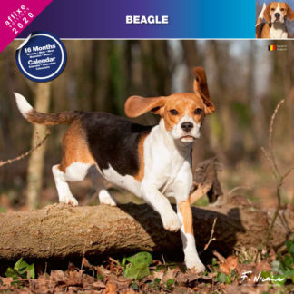 Calendrier Beagle 2020