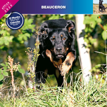 Calendrier Beauceron 2020