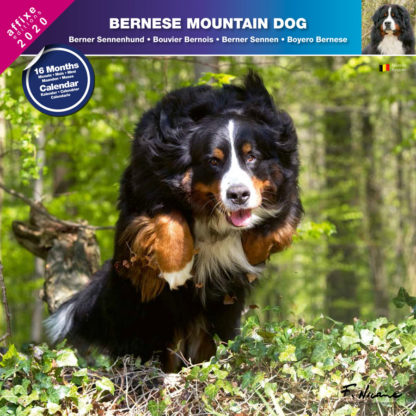 Calendrier Bernese Mountain Dog 2020