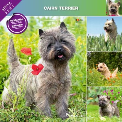 Calendrier Cairn Terrier 2021