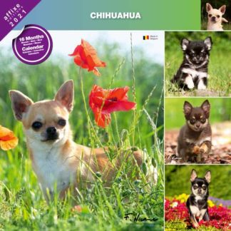 Calendrier Chihuahua 2021