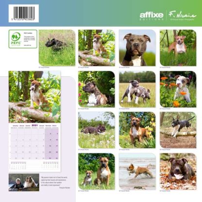 Calendrier American Staffordshire Terrier 2021