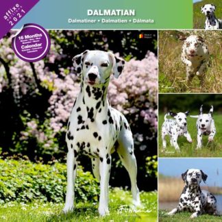 Calendrier Dalmatian 2021