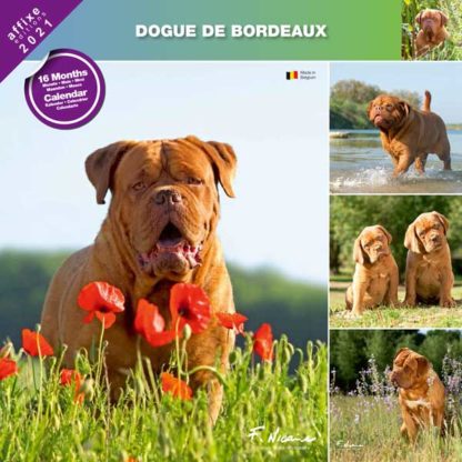 Calendrier Dogue de Bordeaux 2021