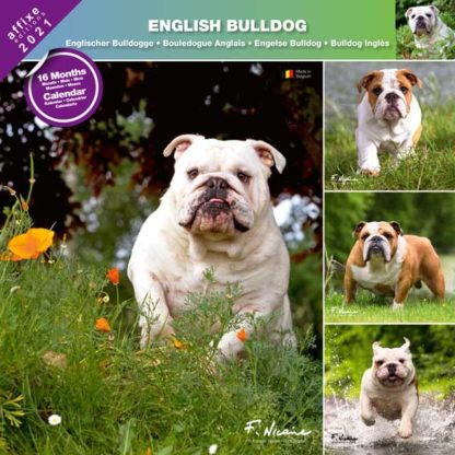 Calendrier English Bulldog 2021