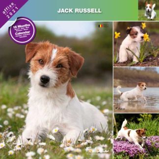 Calendrier Jack Russel 2021