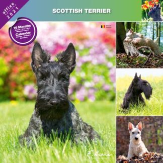 Calendrier Scottish Terrier 2021