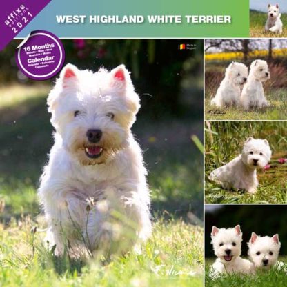 Calendrier West Highland White Terrier 2021