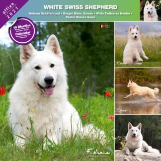 Calendrier White Swiss Shepherd 2021
