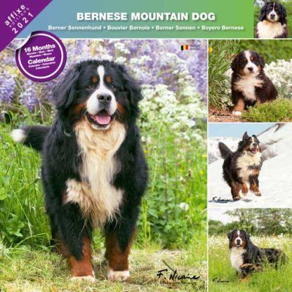 Calendrier Bernese Mountain Dog 2021
