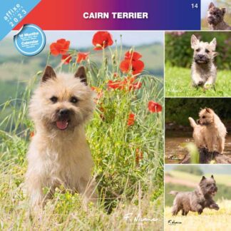 Calendrier Cairn Terrier 2023