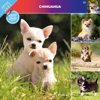 Calendrier Chihuahua 2023