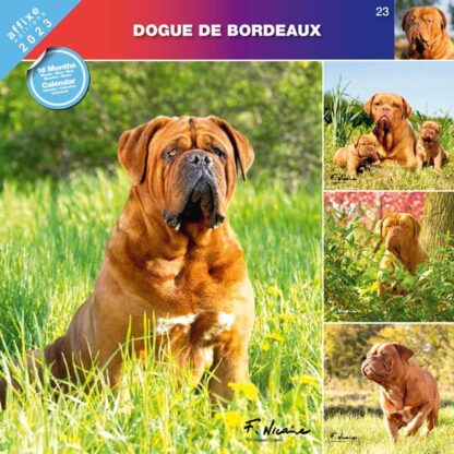Calendrier Dogue de Bordeaux 2023