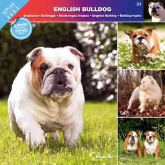 Calendrier English Bulldog 2023