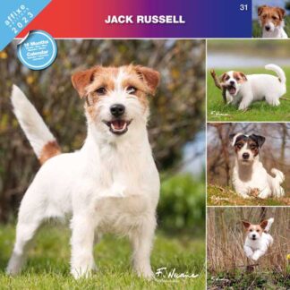 Calendrier Jack Russel 2023
