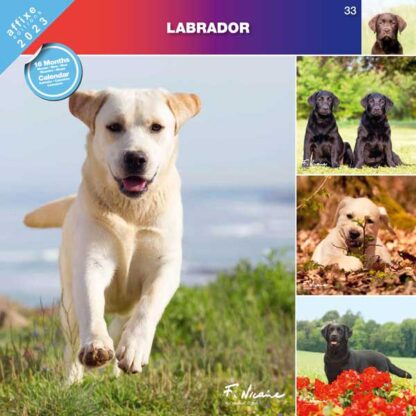 Calendrier Labrador 2023