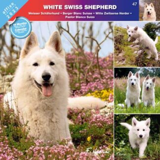 Calendrier White Swiss Shepherd 2023